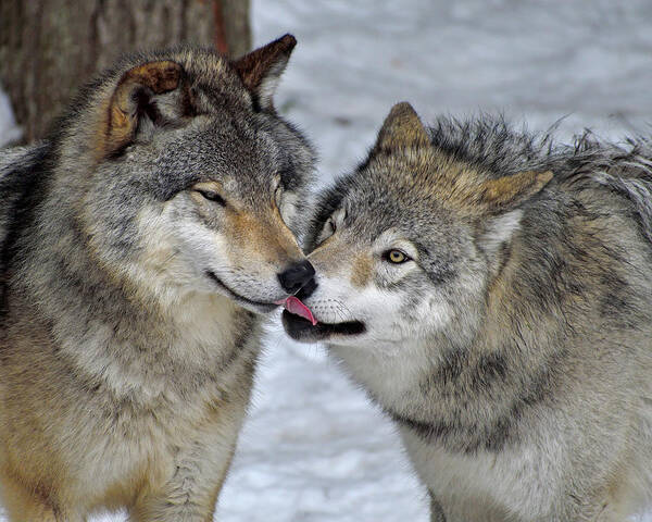 Timber Wolf Poster featuring the photograph Familiar by Tony Beck