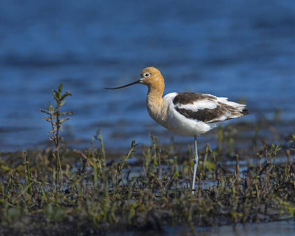 American Avocet Poster featuring the photograph Far From Home by Tony Beck