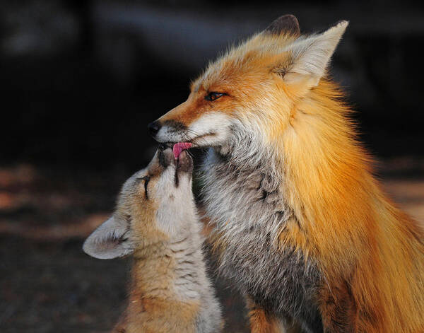 Red Fox Poster featuring the photograph Feed Me by Sandy Sisti