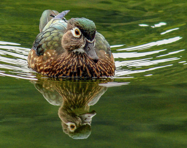 Jean Noren Poster featuring the photograph Female Wood Duck by Jean Noren