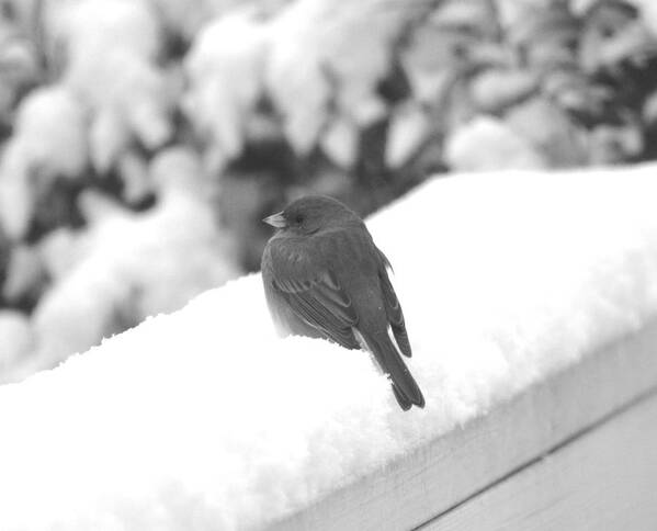 Winter Poster featuring the photograph First Snow Junco by Kathy Kelly
