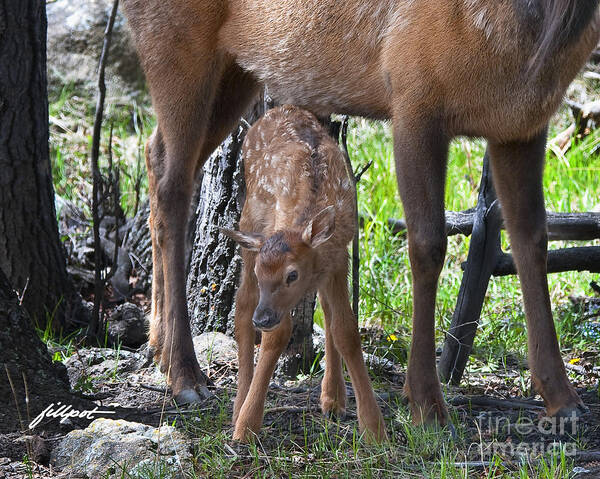 Mother And Calf Elk Poster featuring the photograph First steps by Bon and Jim Fillpot