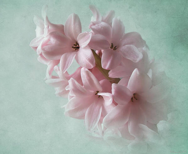 Floral Poster featuring the photograph Fleeting Spring Pink by Deborah Smith