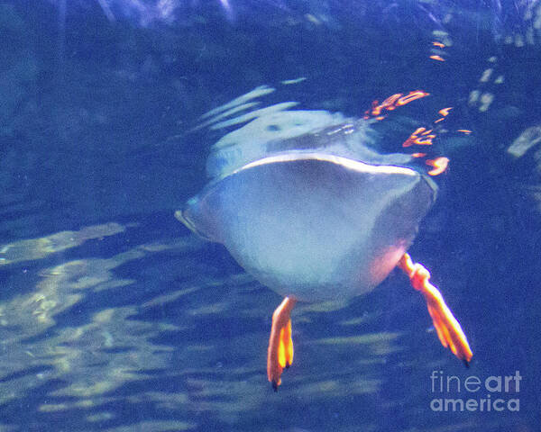 Birds Poster featuring the photograph Floating by Cheryl Del Toro