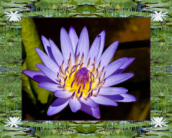 Nature Photos Poster featuring the photograph Floating Lilac by Bell And Todd