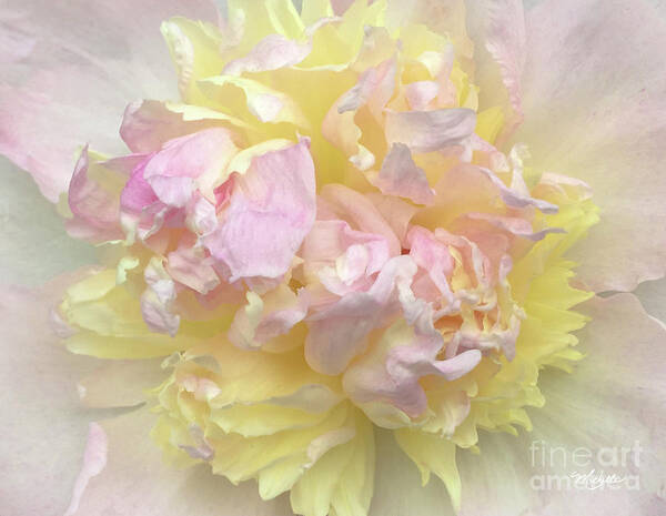 Floral Sunrise Poster featuring the photograph Floral Sunrise by Michelle Constantine