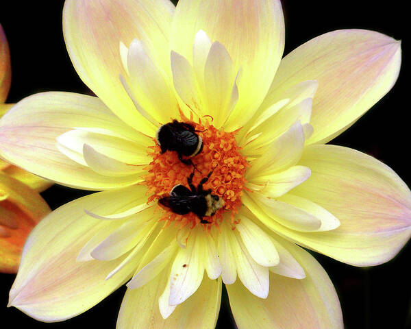 Flowers Poster featuring the photograph Flower and Bees by Anthony Jones