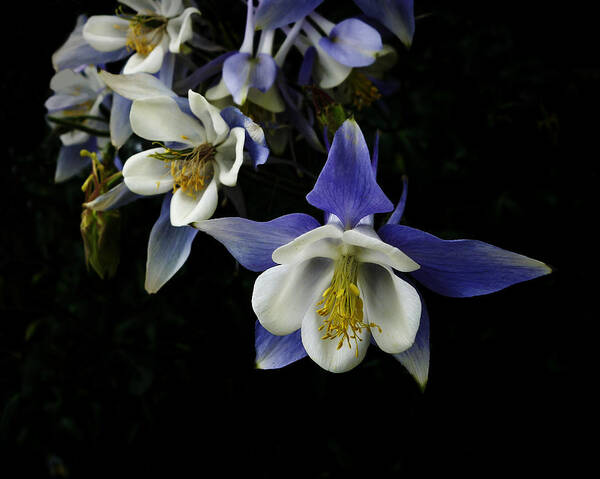 Columbine Poster featuring the photograph flowers- Columbine - photography by Ann Powell