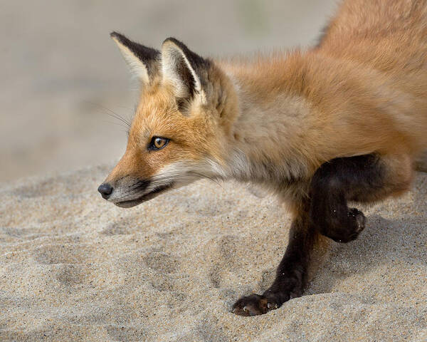 Fox Poster featuring the photograph Focused Fox by Bill Wakeley