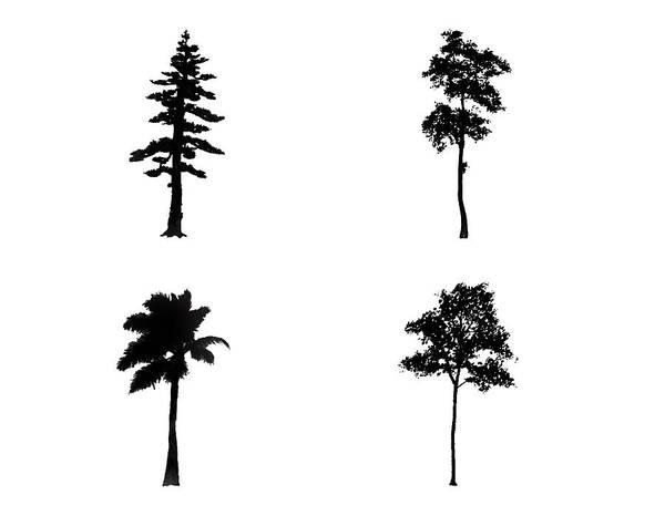 Tree Poster featuring the digital art Four Tall Thin Trees by Roy Pedersen