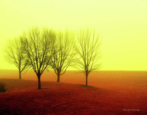Scenic Poster featuring the photograph Four Trees by Coke Mattingly
