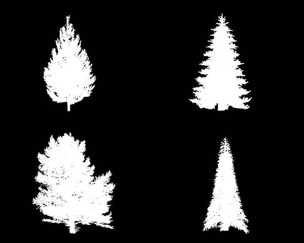 Tree Poster featuring the digital art Four White Fir Trees by Roy Pedersen