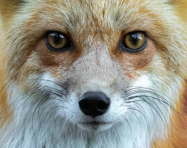Red Fox Poster featuring the photograph Fox Eyes by Mindy Musick King