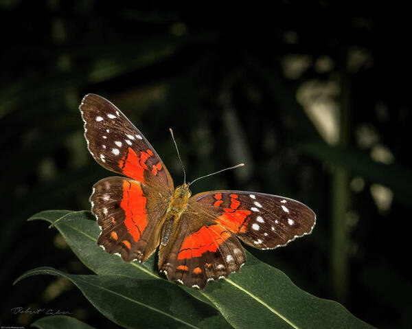 Butterfly Poster featuring the photograph Free as a Butterfly by Robert Culver