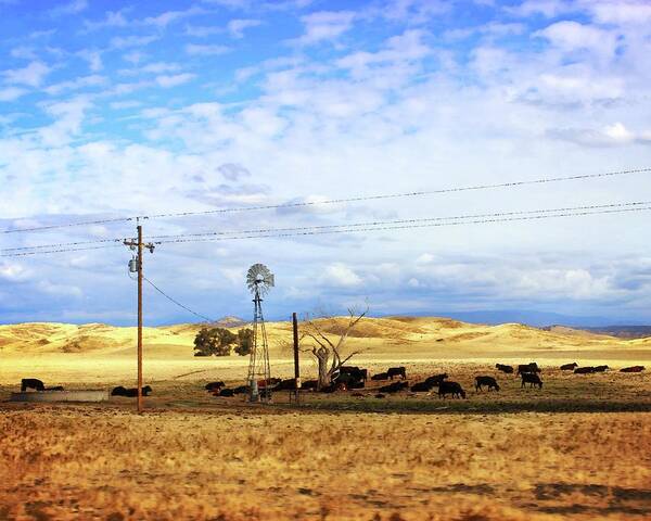 Cows Poster featuring the photograph Fresno County Pastoral by Timothy Bulone
