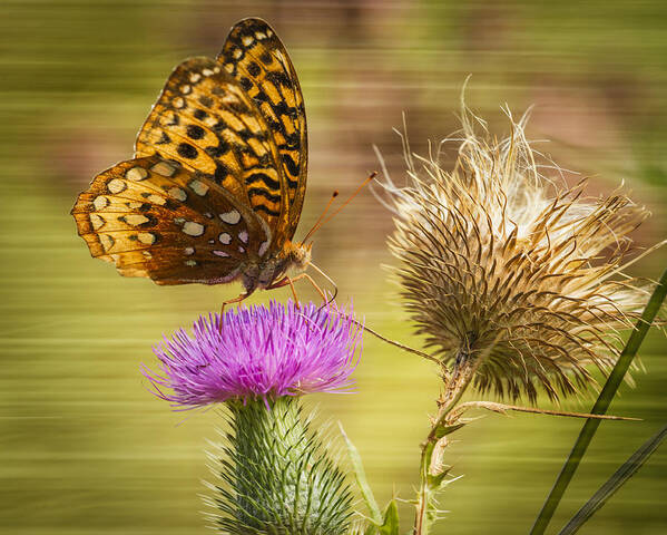 Great Spangled Fritillary Poster featuring the photograph Fritillary On Thistle 2013-1 by Thomas Young
