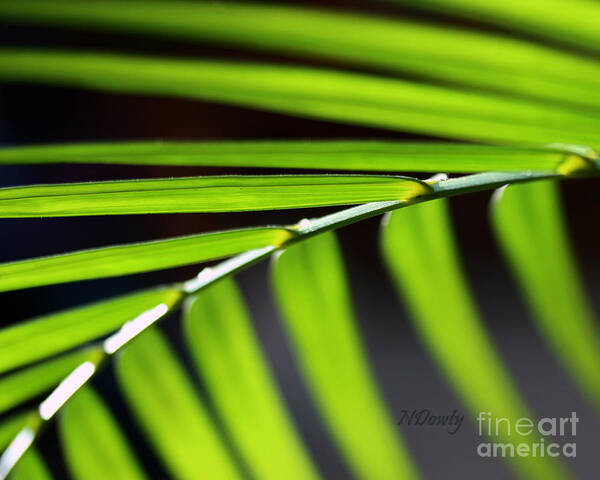 Close Up Abstract Of Fern Fronds. Poster featuring the photograph Frond Geometry by Natalie Dowty