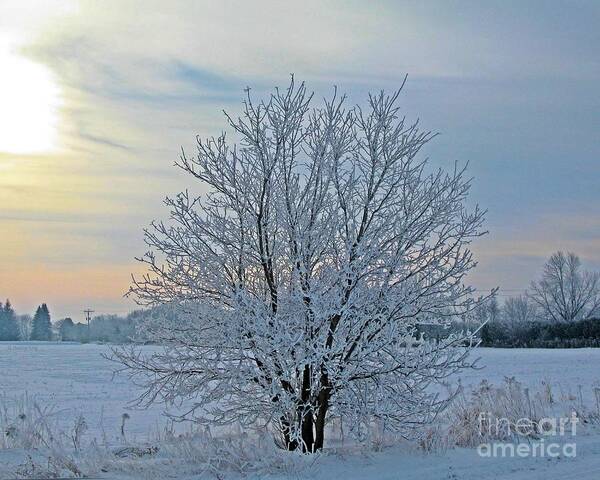 Winter Poster featuring the photograph Frosted Sunrise by Heather King