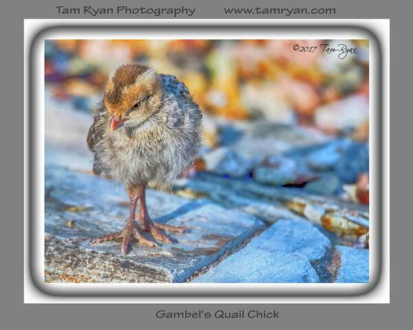 Quail; Bird; Birding; Birding; Digital; Frame; Nature; Wildlife; Desert; Botanical; Garden; Phoenix; Arizona; Photography Poster featuring the photograph Gambel's Quail Chick by Tam Ryan