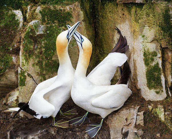 Canada Poster featuring the photograph Gannet Passion by Tracy Munson