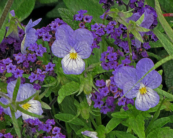 Pansies Poster featuring the photograph Garden Harmony 2 by Lynda Lehmann