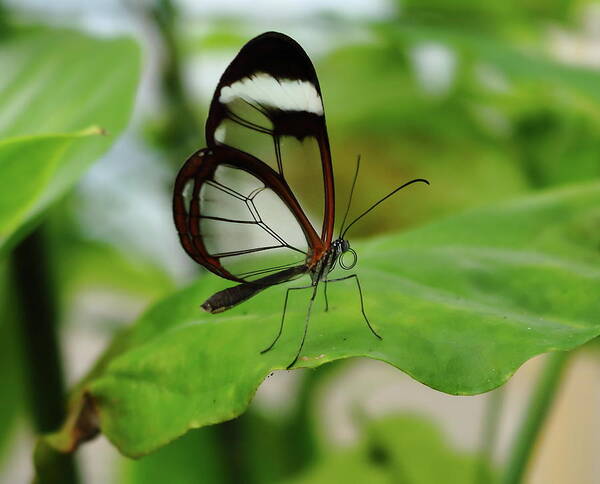 Butterfly Poster featuring the photograph Glasswinged Butterfly by Jeff Townsend