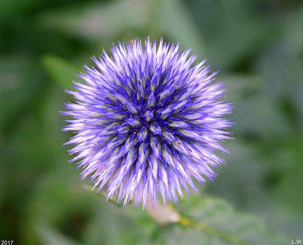 Globe Thistle Poster featuring the photograph Globe Thistle by Lisa Wooten