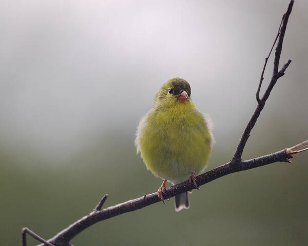 Birds Poster featuring the photograph Goldfinch Puffball by Sue Capuano