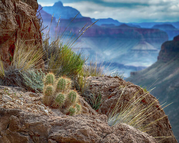 Cactus Poster featuring the photograph Grand Canyon Cactus by Phil Abrams