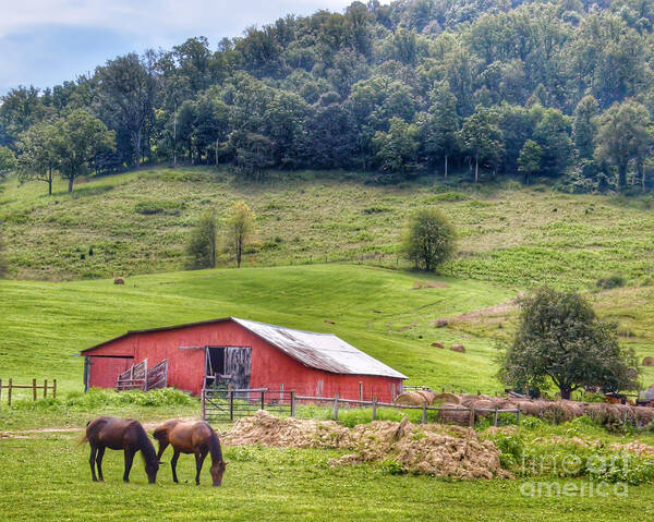 Barn Poster featuring the photograph Grazing by Kerri Farley