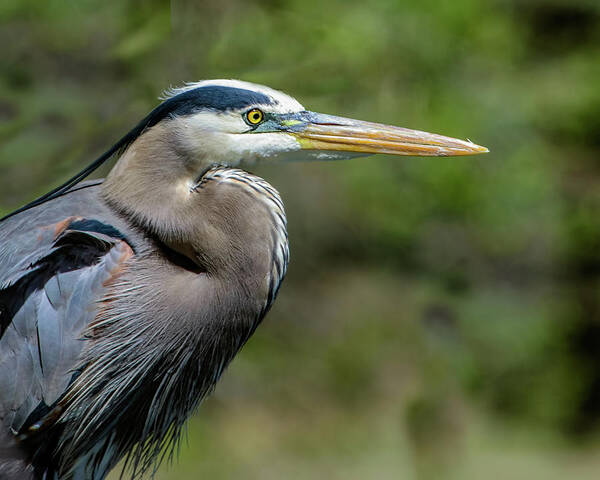 Ardea Herodias Poster featuring the photograph Great Blue Heron Portrait by Dawn Key