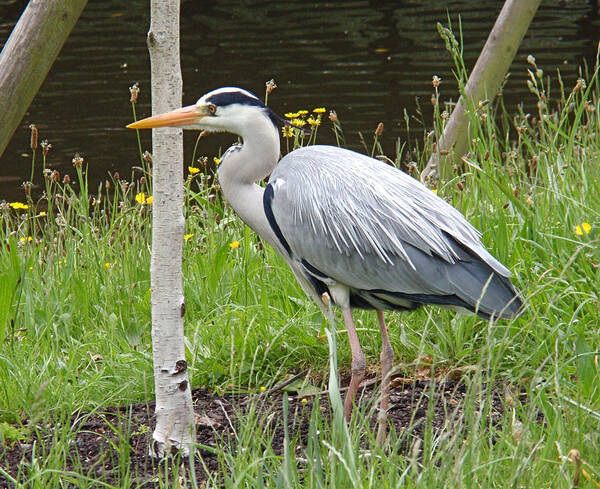 Heron Poster featuring the photograph Great Blue Heron by Rona Black