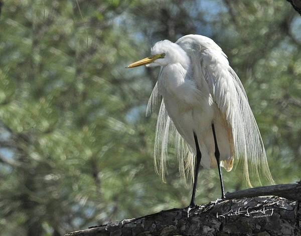 Great Egret Poster featuring the photograph Great Egret II by Keith Lovejoy