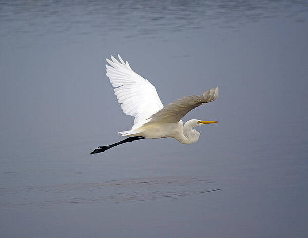 Egret Poster featuring the photograph Great Egret In Flight by Kenneth Albin