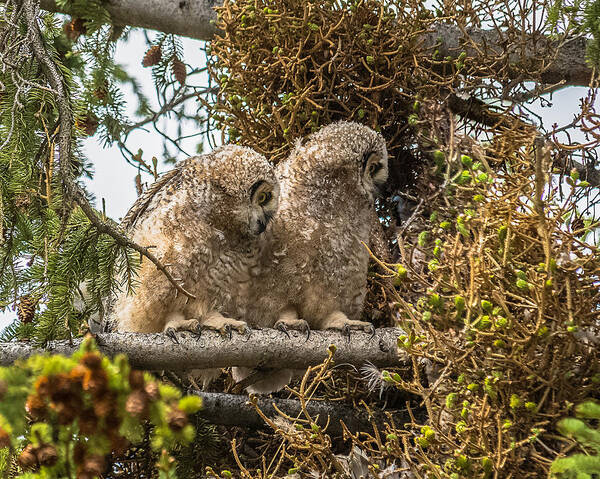 Yellowstone National Park Poster featuring the photograph Great-Horned Owlets In Spring by Yeates Photography