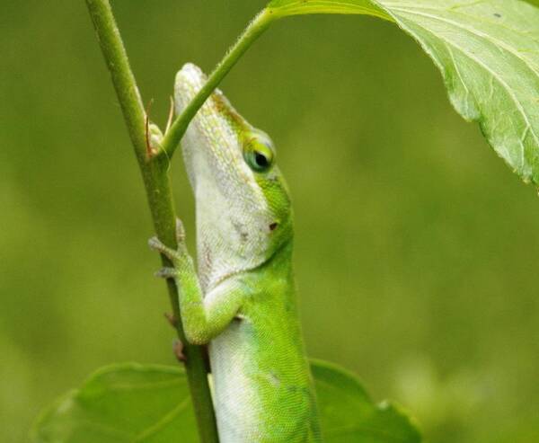  #green #lizard #slim #stem #shaded. #hot #florida #summer Poster featuring the photograph Green Lizard on Hold by Belinda Lee