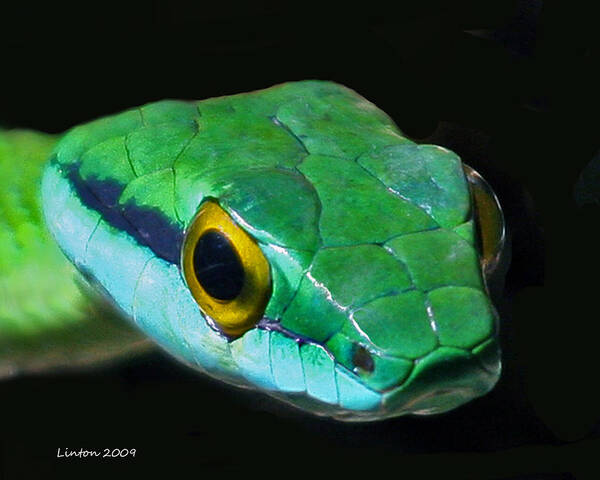 Green Parrot Snake Poster featuring the photograph Green Parrot Snake by Larry Linton