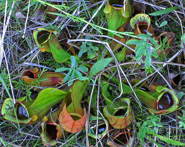 Northern Pitcher Plant Poster featuring the photograph Northern Pitcher Plant by Ann Horn
