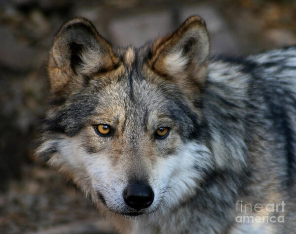 Grey Wolf Poster featuring the photograph Grey Wolf by Paula Guttilla