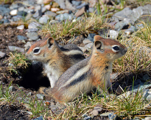 Callospermophilus Lateralis Poster featuring the photograph Ground Squirrels at Molas Pass by Catherine Sherman