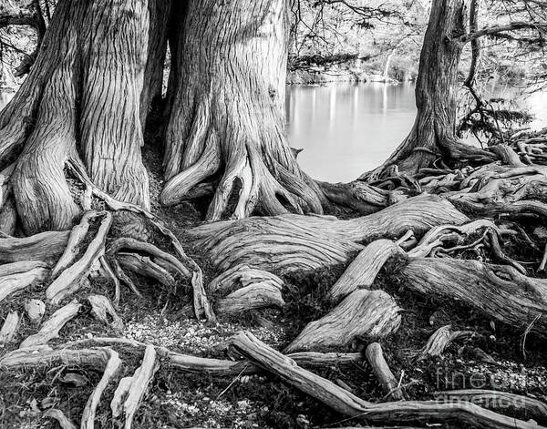 Michael Tidwell Mike Tidwell Guadalupe Bald Cypress In Black And White Poster featuring the photograph Guadalupe Bald Cypress in Black and White by Michael Tidwell