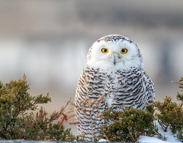 Owl Poster featuring the photograph Hampton Beach NH Snowy Owl by John Vose