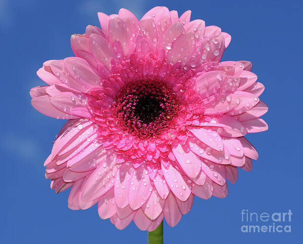 Happy Pink Gerbera Poster featuring the photograph Happy Pink Gerbera by Kaye Menner by Kaye Menner