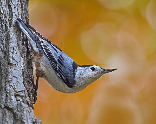 White-breasted Nuthatch Poster featuring the photograph Head First by Tony Beck