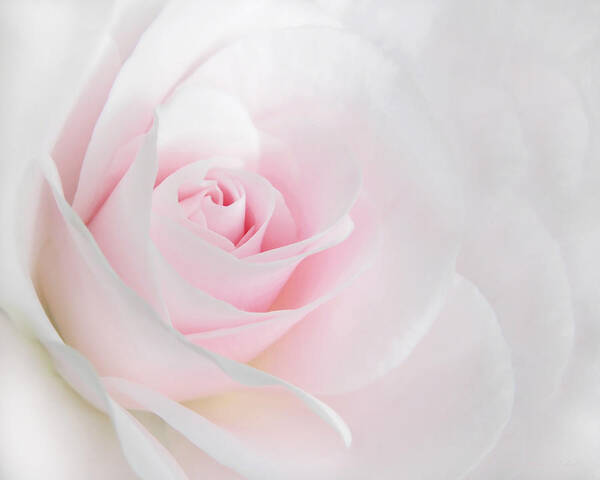 Rose Poster featuring the photograph Heaven's Light Pink Rose Flower by Jennie Marie Schell