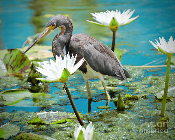 Birds Poster featuring the photograph Heron with Water Lillies by Judy Kay