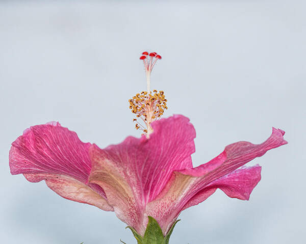 Pink Poster featuring the photograph Hibiscus Looking Upward by Dorothy Cunningham