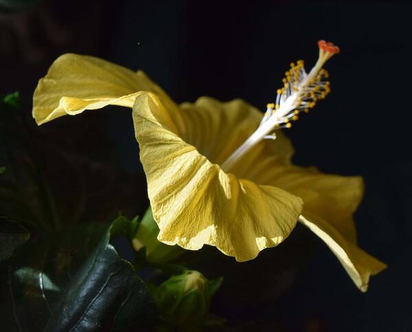 Yellow Hibiscus Poster featuring the photograph Hibiscus by R Allen Swezey