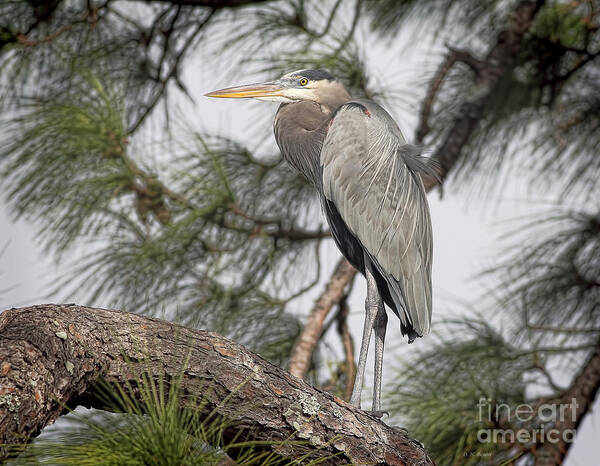 Blue Heron Poster featuring the photograph High In The Pine by Deborah Benoit