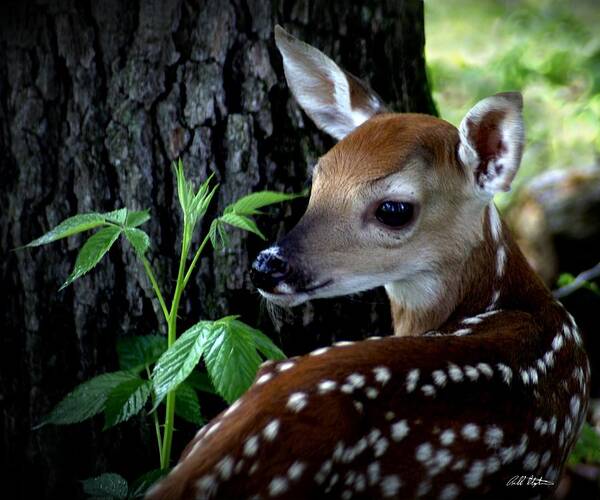 Deer Poster featuring the photograph His Handywork by Bill Stephens